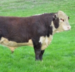 Herefords claiming market share