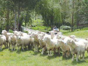 Ensuring rams are in peak condition prior to mating will help maximise their performance.
