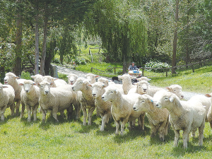 Ensuring rams are in peak condition prior to mating will help maximise their performance.