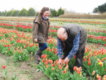 Father and daughter John and Courtney Chamberlain among the tulips on Hadstock Farm, Springston.