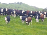 Greater demand for proven beef genetics