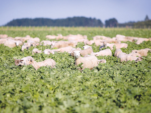 Lambs grazing on Pallaton Raphno at Kaitoke, Whanganui region.