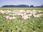 Lambs grazing on Pallaton Raphno at Kaitoke, Whanganui region.