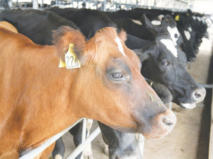 Herd vaccinations are vital to prevent the spread of leptospirosis.