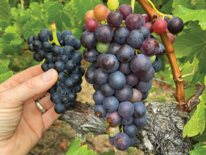 A harvest time comparison between Pinot Noir [left] and Trollinger [right]. Photo Sam Woods, Monte Christo Winery.