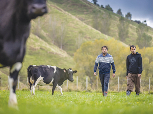 Brothers Manoj Kumar (right) and Sanjay Kamboj on their Eketahuna farm.