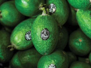 Kaiaponi Farms commercial manager Barton Witters says their feijoas have a slightly bigger fruit size profile this season.