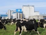 Current oversupply is causing price problems for the dairy sector.