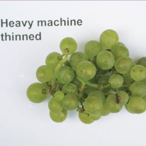 Mechanical Thinning