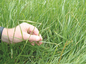 Pasture renewal rates throughout NZ are very low – at around 2.5% for sheep and beef farms and only 8% for dairy farms.