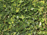 Sub clover cultivars vary considerably in flowering dates, leaf size and pest and disease tolerance.