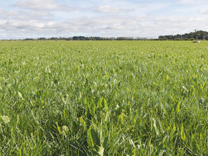 Plaintain may be able to take the heat out of the industry when it comes to nitrogen leaching.