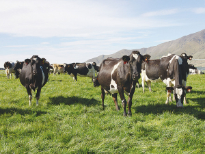 Cows are fast approaching the most stressful time of the year, says Joe McGrath.