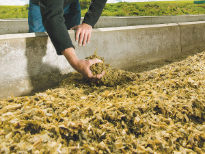 Now is the time to lock in your maize silage procurement strategy.