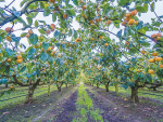 The misunderstood fruit ready to take off