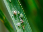 Aphid predation. Photo Credit: FAR