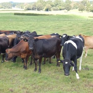 Make most of the rain- DairyNZ