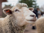 Facial eczema costs the NZ livestock industry an estimated $332 million annually.