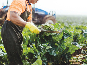 The ANZ Agri Focus Report says the horticultural sector is heading for trouble due to labour shortages
