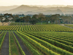 Photo Credit: New Zealand Winegrower