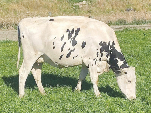 Three-Year-Old Cow Champion Lyncrest Sidekick Lucy-ET (Lyncrest Dairies Ltd, Invercargill) was presented a special award for being the highest pointed animal in the 2023 competition.