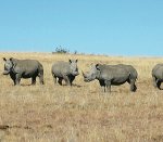 Buffalo and rhino make big money
