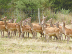 All cattle or deer must be fitted with a tag and registered in the NAIT scheme by the time the animal is 180 days old or before it is moved off farm.