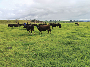 Northland Study: Emissions Cuts "Unsustainable" for Dairy