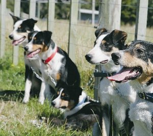 Rural dog registration fees a rort?