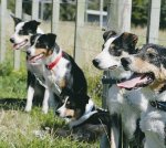 Rural dog registration fees a rort?