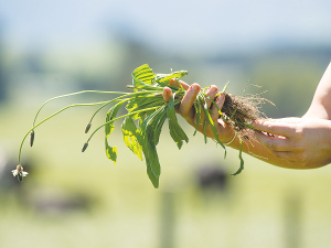 Recent Massey University research has found Ecotain plantain can reduce nitrogen loss from dairy farms by 20 to 60%.