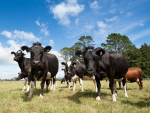 DairyNZ is encouraging farmers to plan for the months ahead, amid increasing costs and an expected El Niño weather pattern.