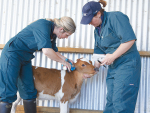 For the sake of convenience and efficiency, tissue sampling calves for the BVD test can be combined with tagging or disbudding.