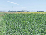 Fonterra’s hemp plantation near its Darfield factory in Canterbury.