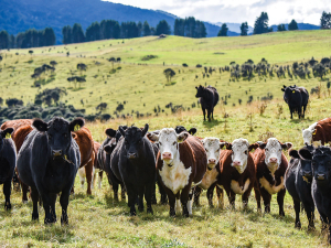 Beef Progeny Test strengthens NZ beef genetics