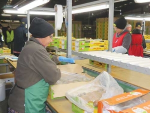 Trevelyans packs around 10% of NZ’s kiwifruit crop.