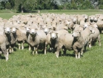 Plan aims to lift region’s sheep and beef