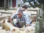 Farmers bringing stock on to farm are urged to have a quarantine drenching regime in place to further prevent the spread of triple drench resistance.