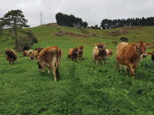 The new Jersey replacement heifers before they returned from grazing.