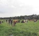 British, Indian quest to beat bovine TB