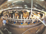 New milk cooling regulations are coming.