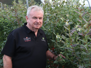 Blueberries Could Be NZ's Next $150m Horticultural Export