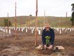 David Herd’s great grandson Felix Herd, helps plant the “new” vines.