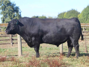 717054 Rissington C200 was one of the top 5 all-round sires as reported in the September 2019 interim report of B+LNZ Genetics Dairy Beef Progeny Test.