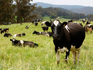 Dairy prices tumbled overnight.