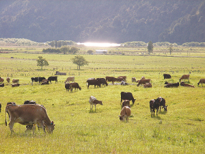 Dairy farmers will be paying an extra $1/head for Tb slaughter levy.