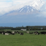 Taranaki Farm