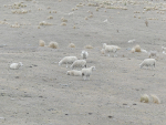 NIWA’s principal scientist, forecasting and media, Chris Brandolino says NIWA is already starting to see dryness develop in parts of the North Island.