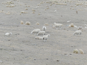 NIWA’s principal scientist, forecasting and media, Chris Brandolino says NIWA is already starting to see dryness develop in parts of the North Island.