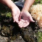 Biocontrol bugs on show at Waimumu